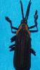 Cassidinae inconnu